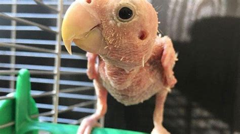 rhea naked|This 'naked' lovebird from Boston is an Internet sensation.